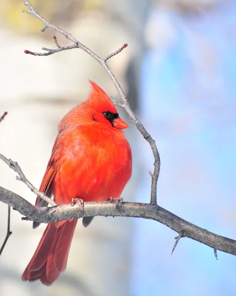 Kardinal (Cardinalis cardinalis) — Stok fotoğraf
