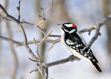 Downy Woodpecker clipart