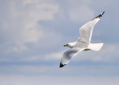 Ring-billed Seagull clipart