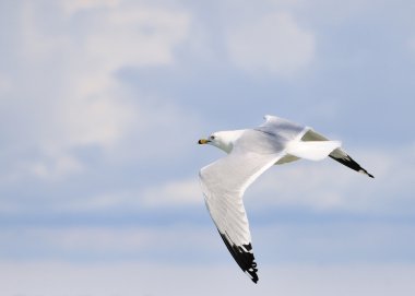 Ring-billed martı