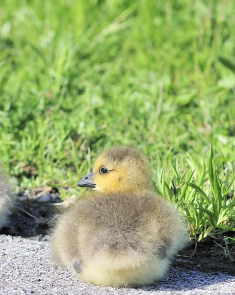 Bernikla kanadyjska gosling — Zdjęcie stockowe