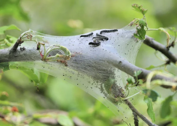 stock image Tent Caterpillars