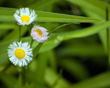 Philadelphia Fleabane clipart