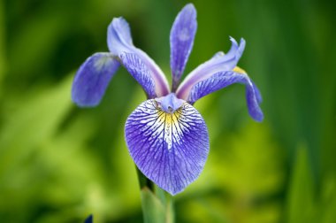 Iris 'Caesar's Brother'