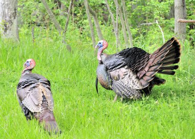 Wild Turkey (meleagris four allopavo)