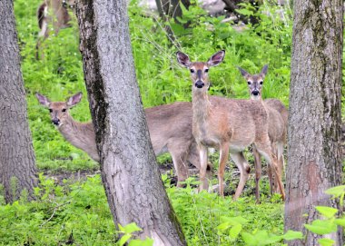 hamile whitetail geyik yapar