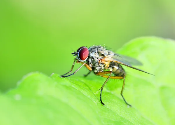 Tachinid mosca — Fotografia de Stock