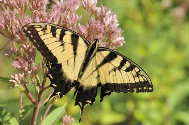 Doğu tiger swallowtail