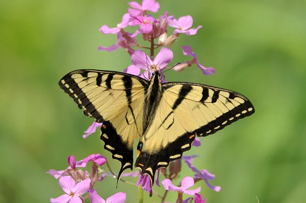 Wschodniej tiger swallowtail — Zdjęcie stockowe