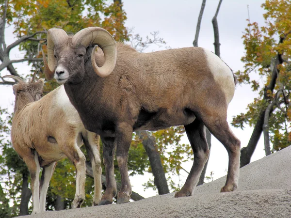Πρόβατα πρόβατο με μεγάλα κέρατα — Φωτογραφία Αρχείου