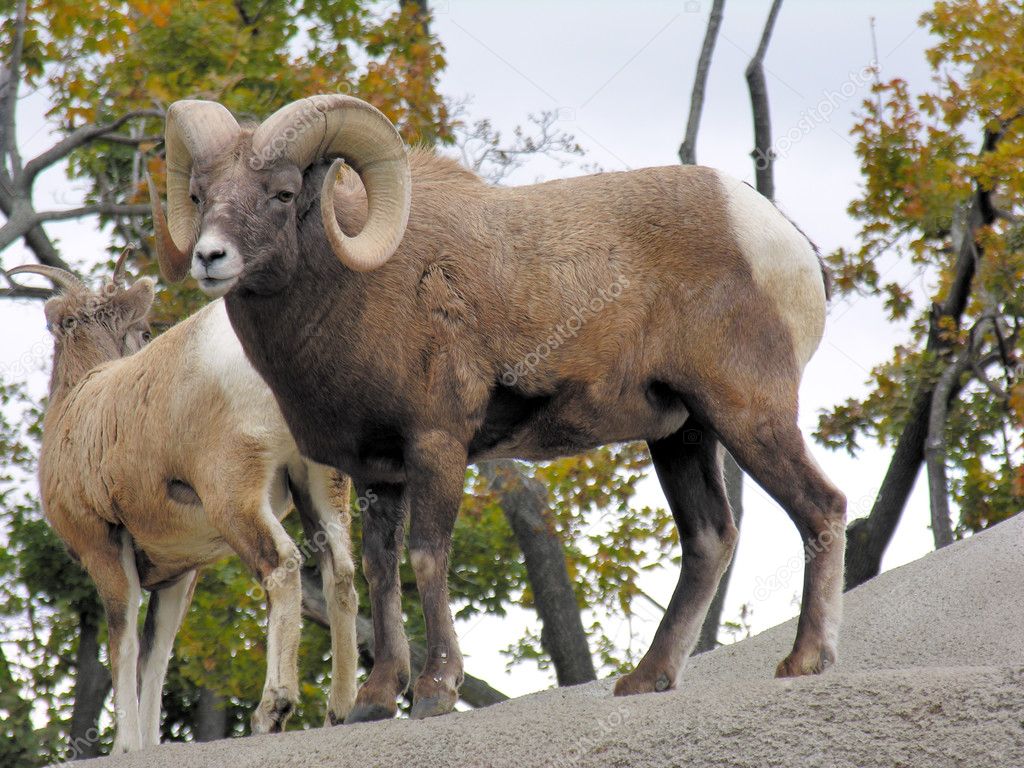 Bighorn Sheep Stock Photo by ©brm1949 3179180