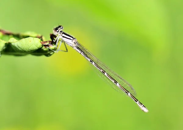 Девушка-муха — стоковое фото