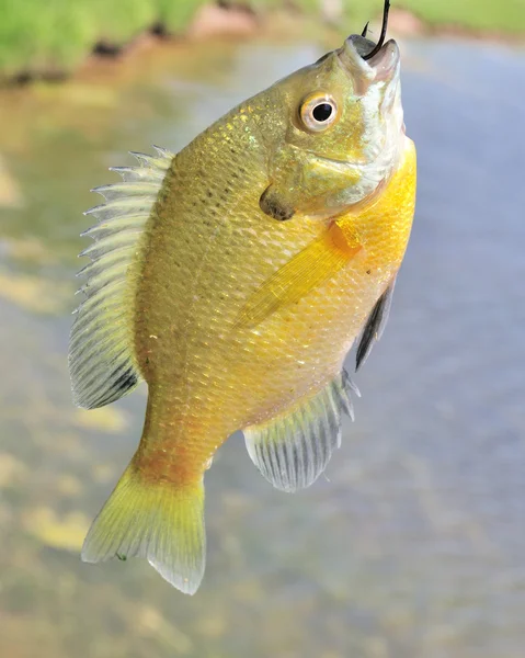 Sunfish On A Hook — Stock Photo, Image