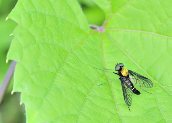 Golden Snipe Fly — Fotografia de Stock