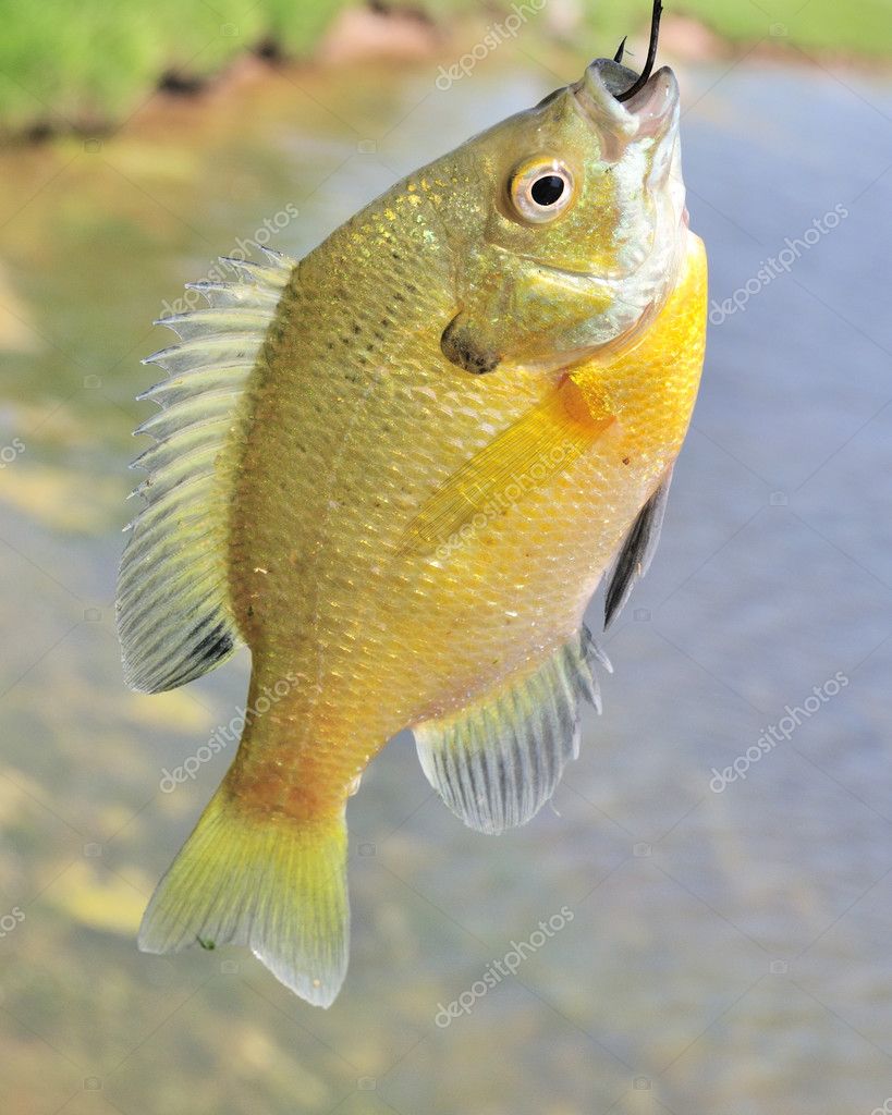 Sunfish On A Hook Stock Photo by ©brm1949 3207456