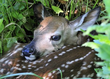 Yeni doğan whitetail geyik geyik yavrusu