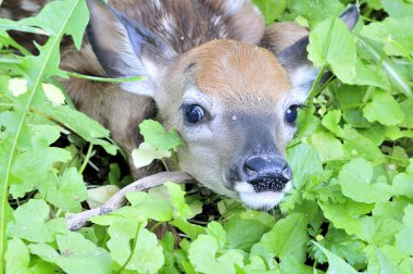 Whitetail Geyik geyik yavrusu