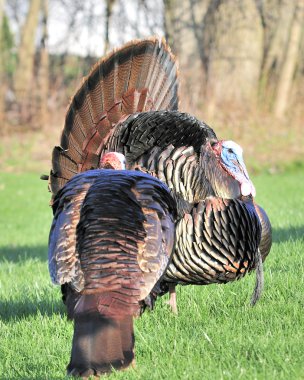 Wild Turkey (meleagris four allopavo)