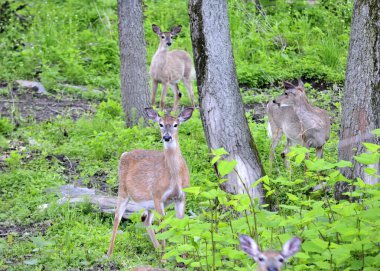 hamile whitetail geyik yapar