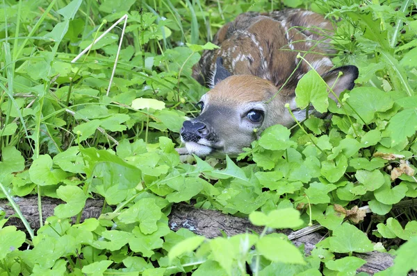 新生児 whitetail シカ子鹿 — ストック写真