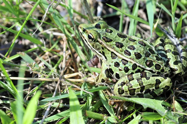 Леопардовая лягушка — стоковое фото