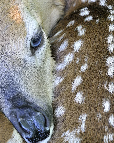 Veado recém-nascido de cauda branca fawn — Fotografia de Stock