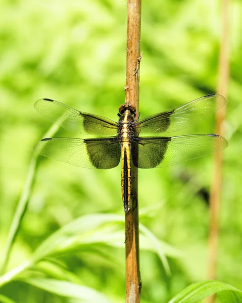 Weduwe skimmer dragonfly — Stockfoto