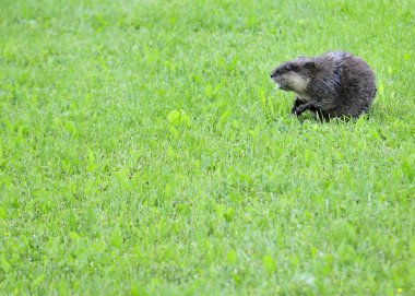 Muskrat clipart