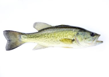 Fingerling Largemouth Bass clipart