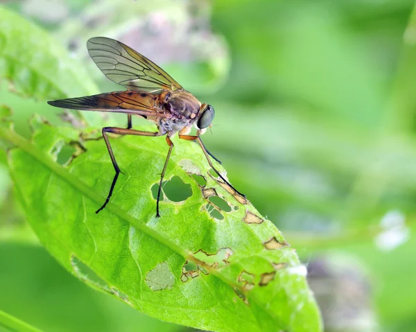 Fly (Rhagio scolopacea) ) — Foto de Stock