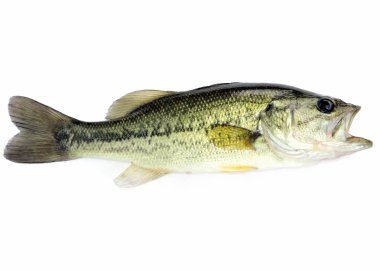 Largemouth Bass clipart