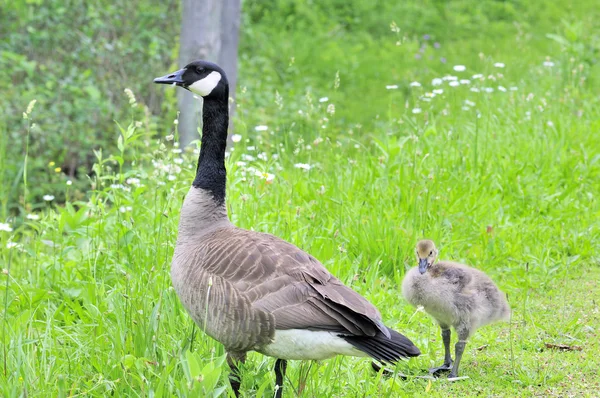 Καναδάς Geese — Φωτογραφία Αρχείου