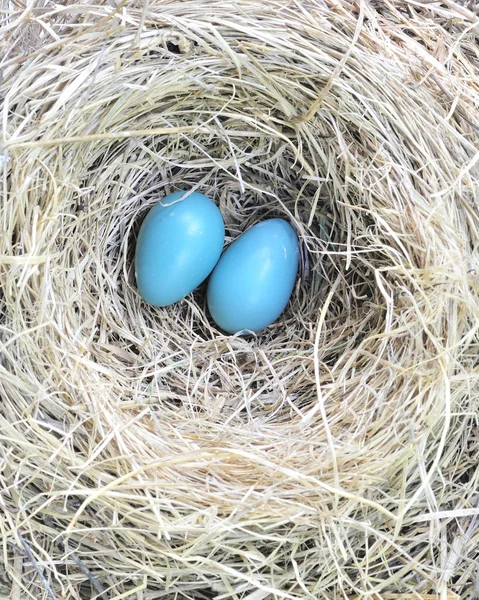 Dwa jajka robin — Zdjęcie stockowe