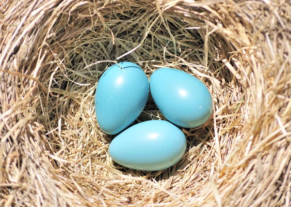 Üç robin yumurta — Stok fotoğraf