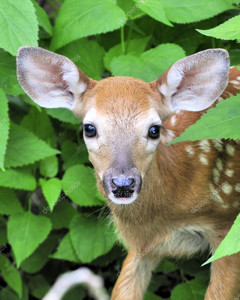 Whitetail Deer Fawn Stock Photo by ©brm1949 3352666