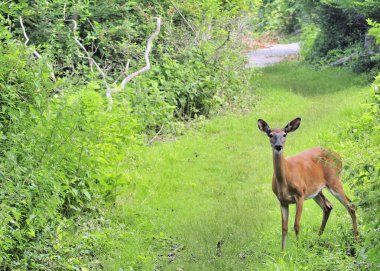 Whitetail Deer Doe clipart