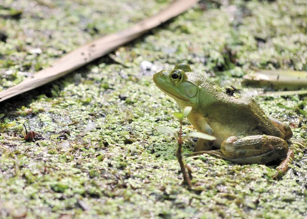 Bullfrog — 스톡 사진