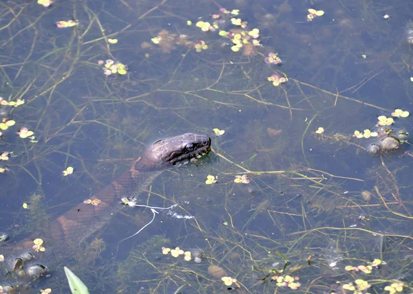 stock image Northern Water Snake