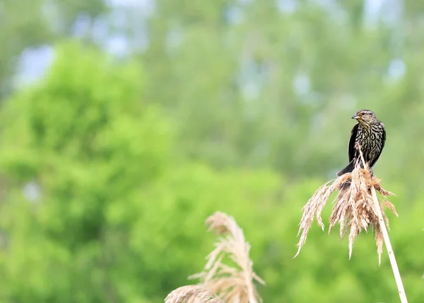 Kadın redwing karatavuk — Stok fotoğraf