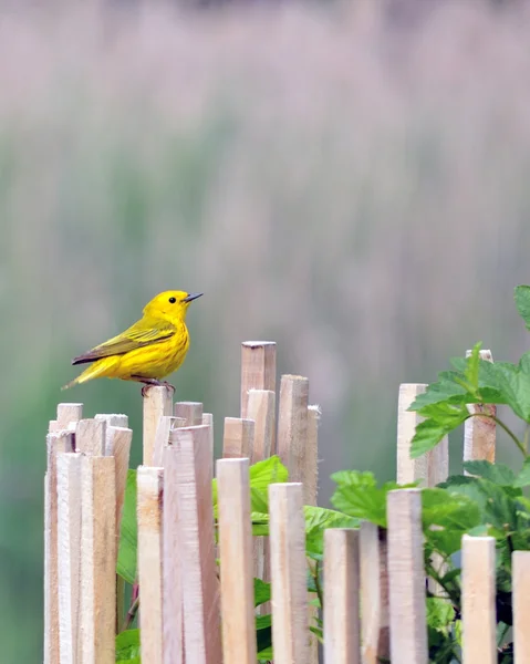 American Gold Finch — Stock Photo, Image