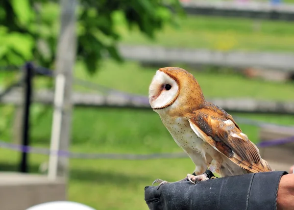 Tethered Barn Owl — Stock Photo, Image