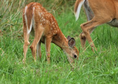 Whitetail Geyik geyik yavrusu