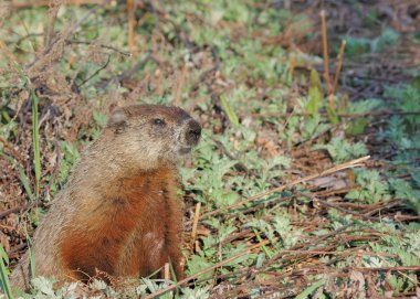 Dağ sıçanı (Marmota monax)