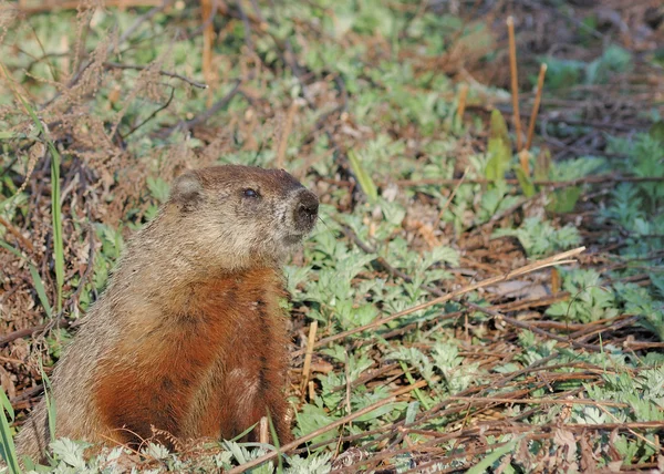 Groundhog (Marmota monax) — Stock Photo, Image