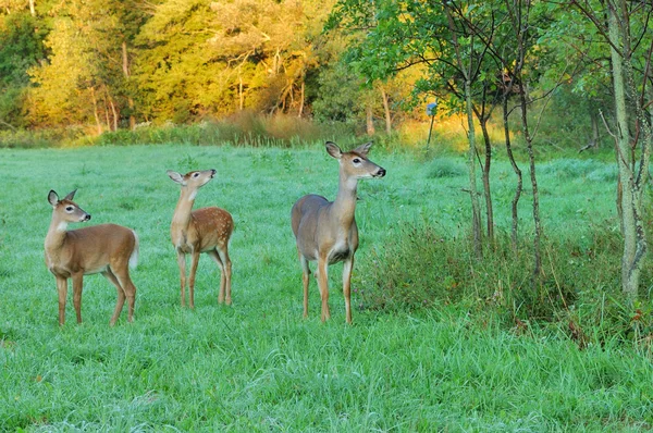子鹿と whitetail 鹿 doe — ストック写真