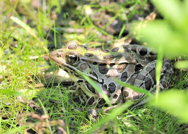 Leopard Frog — Stock Photo, Image