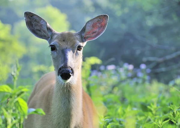 Whitetail Deer Doe con zanzare — Foto Stock