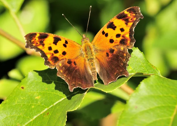 Gray Comma Butterfly — Stock Photo, Image