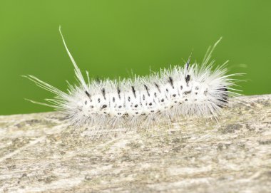 Hickory Tussock Moth Caterpiller clipart