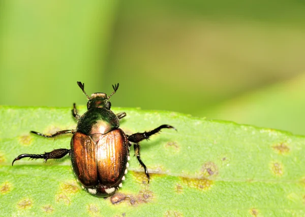 Escarabajo Japonés - Popillia japonica — Foto de Stock